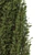 Fine Cupressus Tree: Close-up & Far Rendering 3D model small image 4