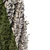 Fine Cupressus Tree: Close-up & Far Rendering 3D model small image 5