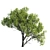 3 Paulownia Tomentosa Trees 3D model small image 3