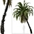 Exquisite Pair of Senegal Date Palms 3D model small image 2