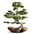 Bonsai03: Realistic 3D Plant Model 3D model small image 2