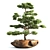 Bonsai03: Realistic 3D Plant Model 3D model small image 3