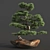 Bonsai03: Realistic 3D Plant Model 3D model small image 5