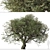 Mediterranean Duo: 2 Olive Trees 3D model small image 3