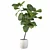 Ficus Lyrata Terrazio Pot 3D model small image 3