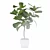 Ficus Lyrata Terrazio Pot 3D model small image 5