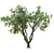 Speed Tree Model for Stunning Corona Renders 3D model small image 2