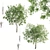 Lush Ficus Virens Trees: High-Quality 3D Models 3D model small image 1