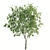 Lush Ficus Virens Trees: High-Quality 3D Models 3D model small image 3