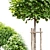 Wooden Guarded Tree Trio 3D model small image 5