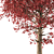 Amur Maple: Eastern Beauty 3D model small image 2