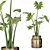 Lush Greenery: Philodendron Xanadu 3D model small image 1