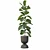 Lush Ficus Lyrata: 3D Plant Collection 3D model small image 3