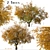 Hangzhou Elm Tree Set (2 Trees) 3D model small image 3