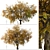 Hangzhou Elm Tree Set (2 Trees) 3D model small image 6