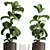 Tropical Plant Collection: Exotic Ficus Lyrata in Stylish Zara Home Pot 3D model small image 3