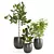 Tropical Indoor Plants Set - Ficus, Gold Capella, Umbrella Tree 3D model small image 1