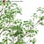 Archived 3D Models: Alder Tree Bundle 3D model small image 2