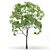 Eucalyptus Grandis Tree Duo: High-Poly Beauty 3D model small image 2