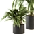 Tropical Paradise: Indoor Palm Set 3D model small image 2