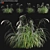 Archived Carex pendula Plant 3D Models 3D model small image 1