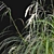 Archived Carex pendula Plant 3D Models 3D model small image 2