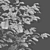 Carpinus Betulus Bundle - 3D Tree Models 3D model small image 2