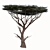 Savanna Acacia Tree Set (2 Trees) 3D model small image 4