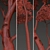 Savanna Acacia Tree Set (2 Trees) 3D model small image 5