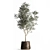 Exotic Plant Collection: Decorative Trees & Indoor Plants 3D model small image 3