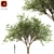 Fragrant Chinese Stewartia Tree 3D model small image 1