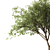 Fragrant Chinese Stewartia Tree 3D model small image 2