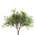 Fragrant Chinese Stewartia Tree 3D model small image 3