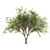 Fragrant Chinese Stewartia Tree 3D model small image 5