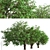 Dual Mountain Ash Trees: Natural Beauty for Your Landscape 3D model small image 4