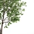 American Ash Tree: Polys - 733k 3D model small image 2