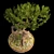 Serenity Bonsai Tree 3D model small image 2