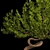 Serenity Bonsai Tree 3D model small image 3