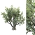 Lush Olive Landscape Tree 3D model small image 1