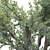 Lush Olive Landscape Tree 3D model small image 2