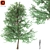 Asian Maple Tree: Gorgeous and Majestic 3D model small image 1