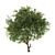 Silver Tears Pear Tree 3D model small image 2