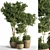 Evergreen Indoor Plant Set 25 3D model small image 1