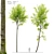 European Beech Tree Bundle: Vray & Corona Material Libraries Included 3D model small image 1