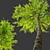 European Beech Tree Bundle: Vray & Corona Material Libraries Included 3D model small image 2