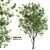 6m Ash Tree - Elegant and Tall Polys: 281,226 3D model small image 1