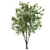 6m Ash Tree - Elegant and Tall Polys: 281,226 3D model small image 3