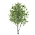 6m Ash Tree - Elegant and Tall Polys: 281,226 3D model small image 4