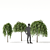 Kilmarnock Goat Willow Trees 3D model small image 2