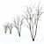 Shadbush Serviceberry Trees - Blooming Delight 3D model small image 4